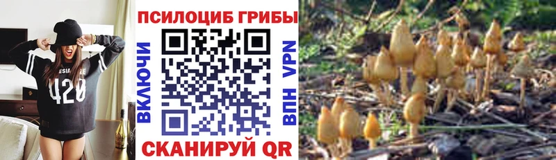Псилоцибиновые грибы Cubensis  закладки  Балаково 